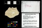Foto (Objekt + Etikett) von Pithonoton marginatum (von Meyer, 1842)  (NHMW-GEO-2014-0194-0844)
